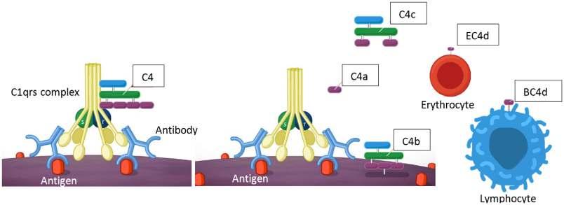Review Figure 1 The classical complement cascade is activated on binding of the C1 complex to the Fc stem of antibodies bound to their antigens.