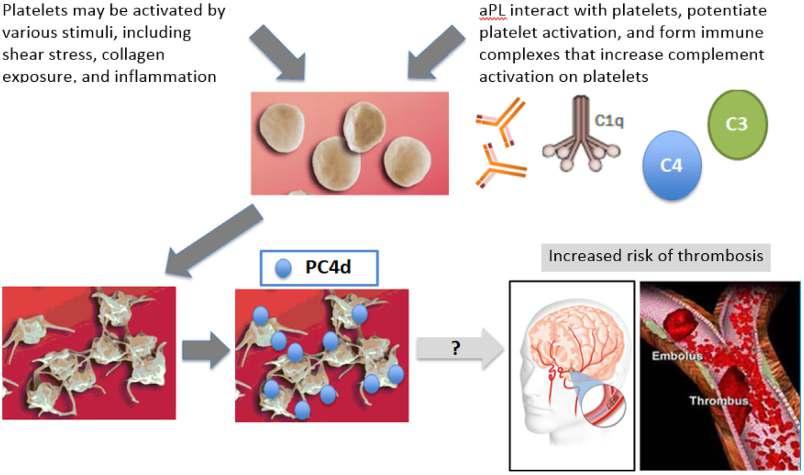 Review Figure 2 Platelet can be activated in SLE by various stimuli, including shear stress, collagen exposure and inflammation. apl may contribute to platelet activation.