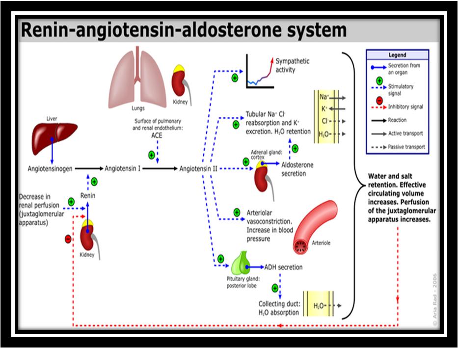 release as actively as angiotensin II but has much less pressor activity.
