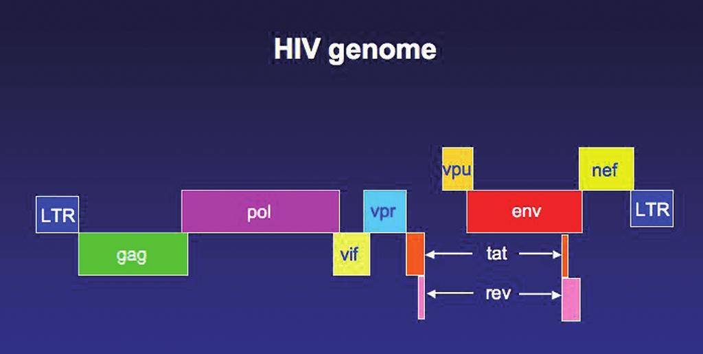 6j 1 HIV Immunology and Prospects for Vaccines Figure 1.1 The HIV-1 genome. There are nine coding regions, in three different reading frames.