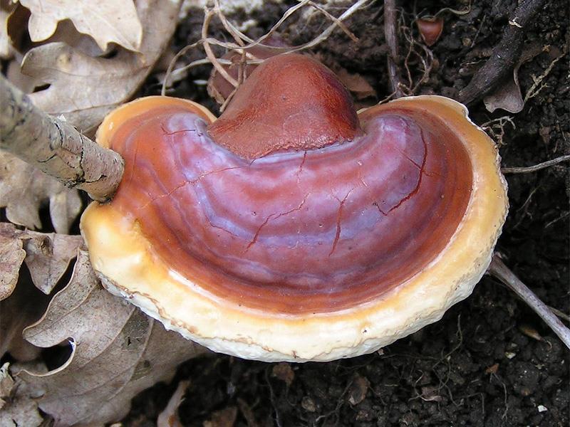 Ganoderma lucidum Ganoderma lucidum, an oriental fungus has a long history of use for promoting health and longevity in China, Japan, and other Asian countries.