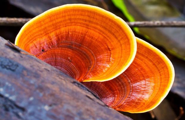 Neuroprotective Effects of Ganoderma lucidum on Spinal Cord Injury Traumatic injury to the spinal cord results in the delayed dysfunction and neuronal death.