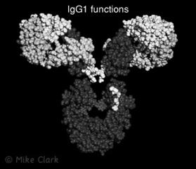 Functional Sites on the IgG Molecule Fc γ Receptor Signaling: