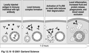 in Immune Complex-mediated Glomerulonephritis 1-2 hr Absence of the γ subunit of Fc receptors leads to enhanced survival in the F1