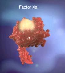 carboxyglutamic acid membrane binding domain ANNEXA Studies Anti Factor Xa activity after andexanet
