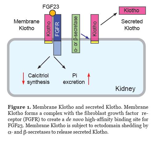 Klotho is expressed (organs that respond to FGF-23 using FGF receptors): Parathyroids
