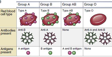 ABO Blood Group Antigens, cont d