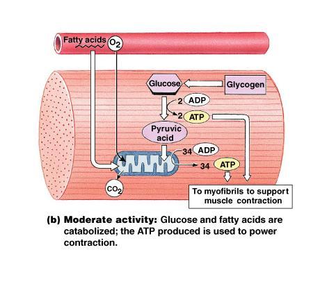 Moderate muscle activity Enough 0 2 around Fatty acids and glucose burned