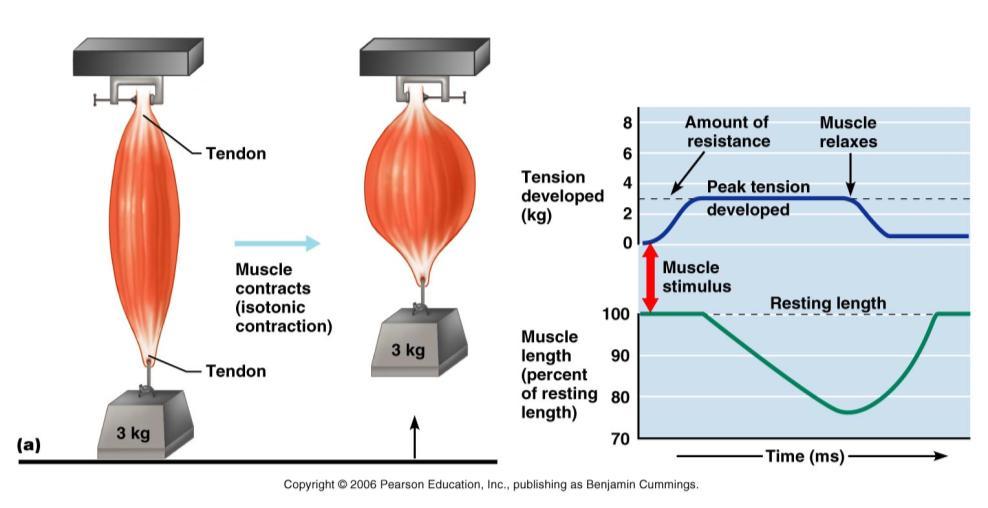 Isotonic Tension exceeds Resistance just enough to produce movement