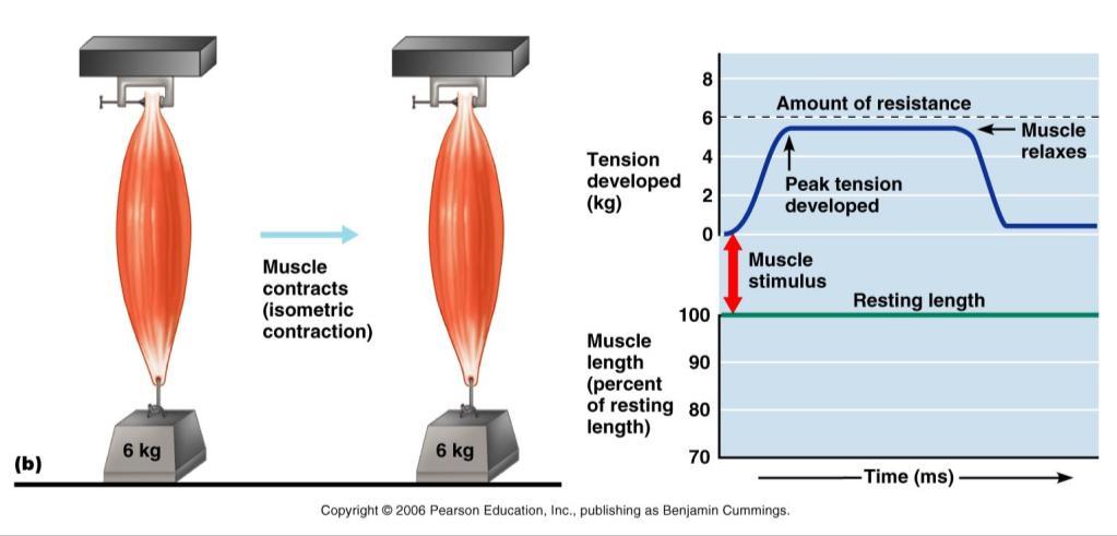 Isometric Tension does not exceed Resistance Muscle remains same length