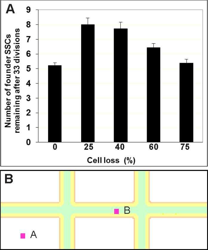 FIG. 6. A) Effect of various degrees of loss of clones of A s-pr-al spermatogonia on the numbers of founder SSCs that keep having progeny in the virtual tubule after 100 rounds of division (i.e., 33 epithelial cycles).