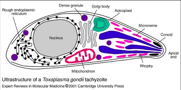 Toxoplasma is highly