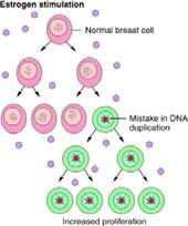 Summarized breast-cancer biology of