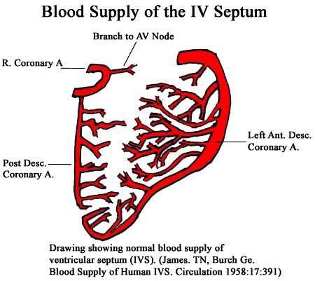 Blood supply
