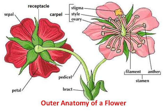 6. Observe the Outer, Posterior side of the Flowers Place observations in Table 2: Place the flowers side by side, with the posterior, or back-side showing Identify the following on each, noting