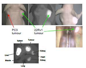 Improving detection and treatment of cancer Development of optical imaging in surgery - Combining white light and NIR into a single plane of view - Improving