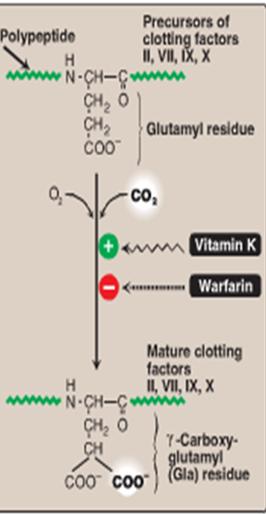 VITAMIN K o o o Principal role of vitamin K is in the posttranslational modification of a number of proteins in which it serves as a coenzyme for carboxylation of certain glutamic acid present in