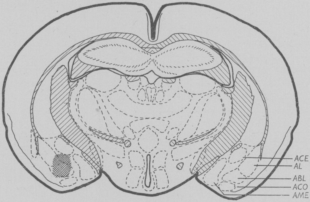 complex according to stereotaxic atlas for this species (Eleftheriou & Zolovick, 1965). A large stainless-steel bar, inserted in the rectum, served as the indifferent electrode.