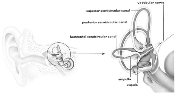 Review of the Anatomy & Physiology of the Vestibular System