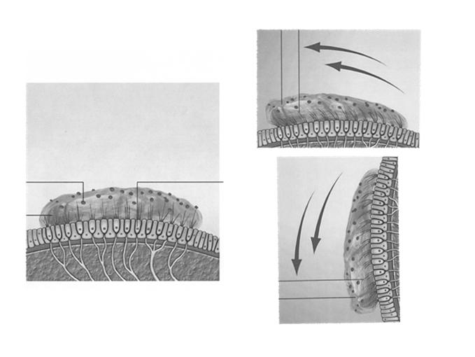 Utricle & Saccule Hair cells are embedded within gelatinous mass Hair cells are mechanically