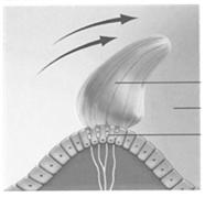 Side Cupula & hair cells deflected opposite head movement and away its utricle