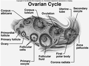 **Not reliable test if done when on hormones High levels mean the ovary is not responding to the signal Normal <8 Diminished ovarian reserve 9 40 but