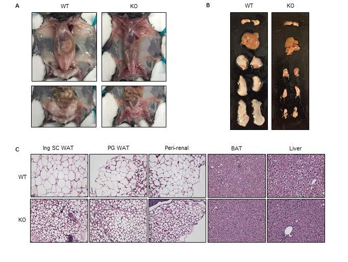Supplemental Figure 6. Abnormal white adipose tissue morphology in female Arv1 mice.