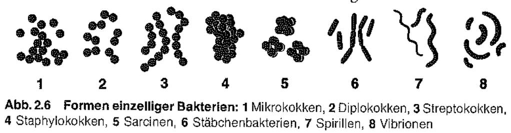 MRSA strain for in-house working calibrator (2) From H.G. Schlegel, Allgemeine Mikrobiologie, 1985, 6.