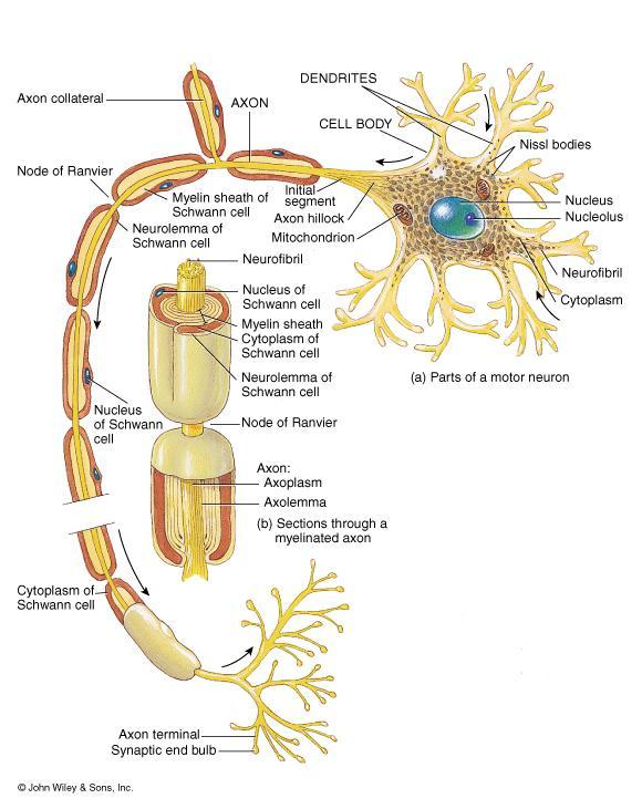 Neurons 1.