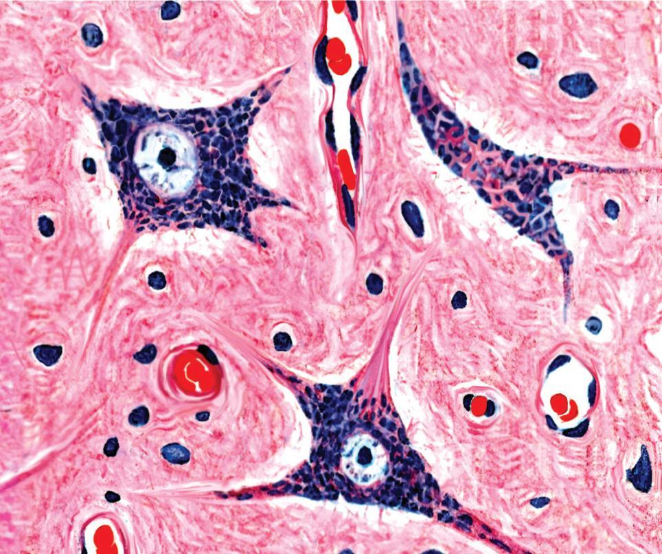 Cells of nervous