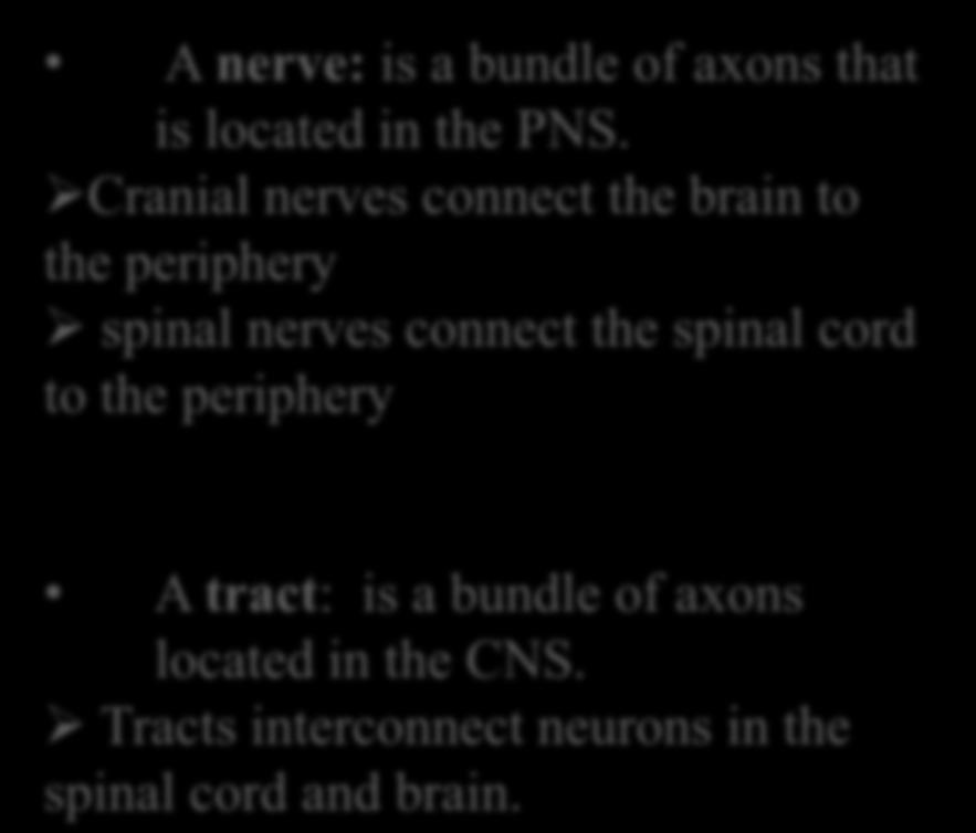 Bundles of Axons A nerve: is a bundle of axons that is located in the PNS.