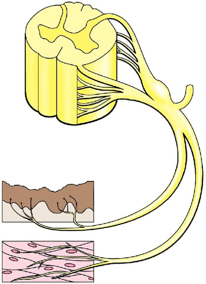 somatic sensory nerve (GSA) spinal nerve somatic