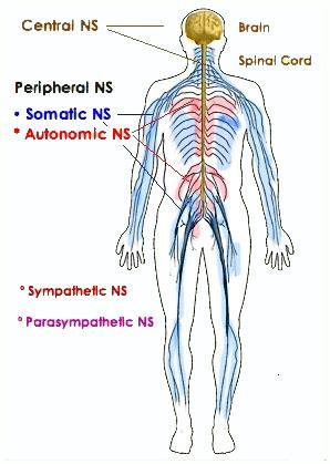nervous system (SNS)