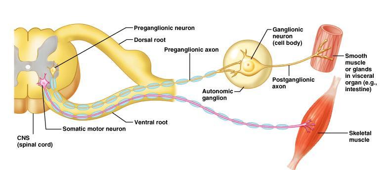 Axon of 1 st (preganglionic) neuron leaves CNS to synapse with the 2 nd