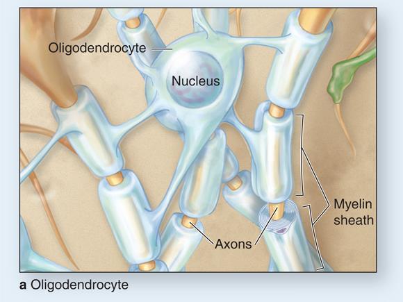 Neuroglial cells of CNS Oligodendrocytes Small glial