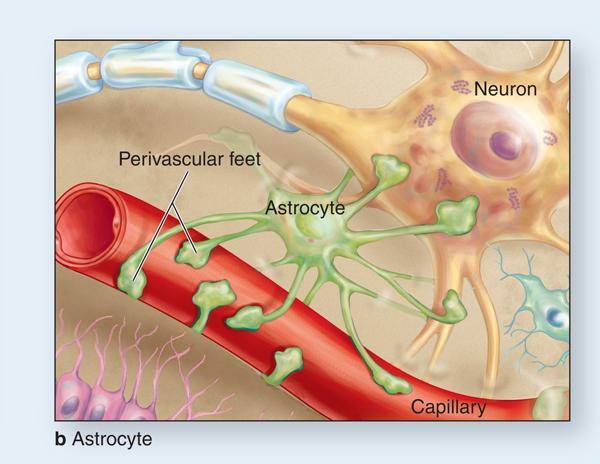 Astrocytes are an important part of the blood-brain