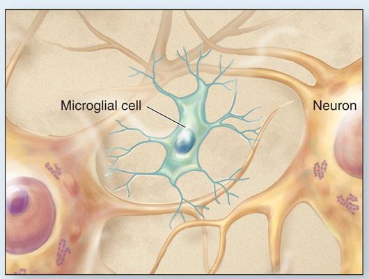 Neuroglial cells of CNS Microglia Are monocyte-derived,