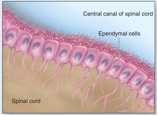 epithelial-like cells that form a single layer lining