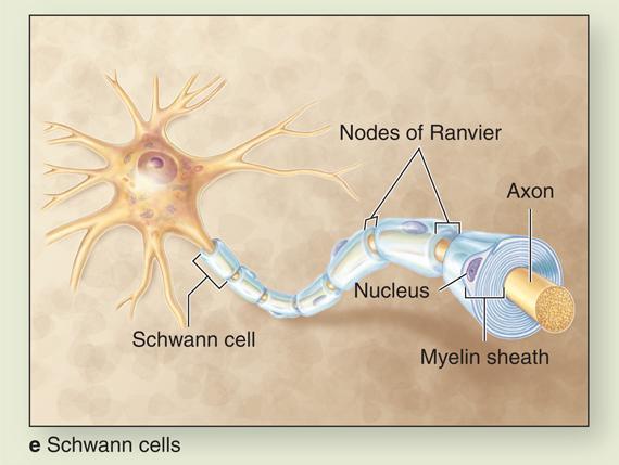 Neuroglial cells of PNS Schwann cells Flattened
