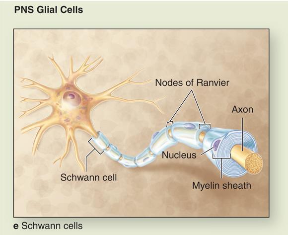 Myelination in the PNS: Formed by Schwann cells Each