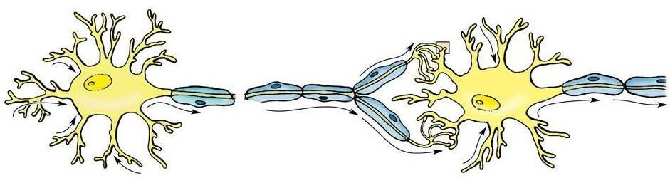 Neurons Dendrites: carry nerve impulses toward cell body Axon: carries impulses away from cell body