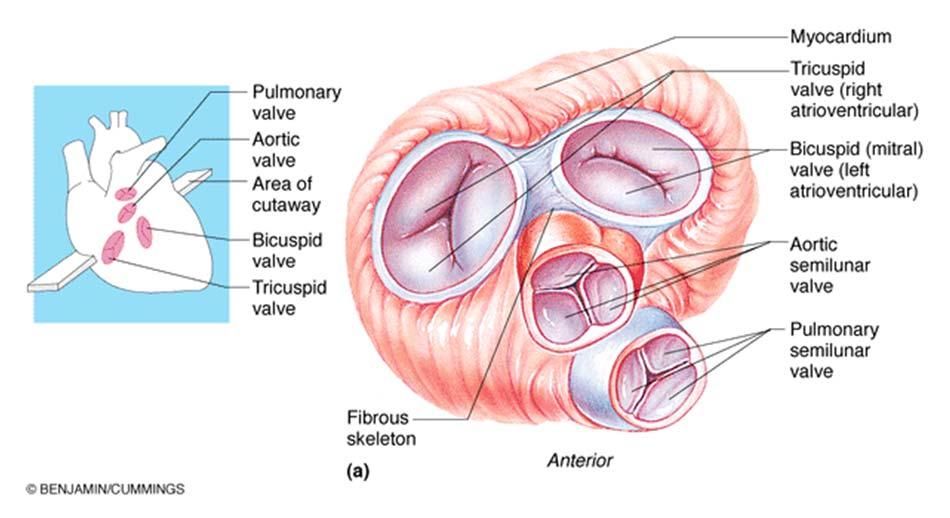 Heart Valves The heart has four valves; two at the exit of the atria and two at the exit of the ventricles. The valves prevent the blood from flowing backward into the heart chambers.