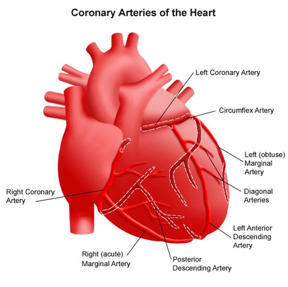 Blood Supply The heart is the most active muscle in the body. It needs a constant supply of blood to deliver oxygen and nutrients to its cells and remove their waste.