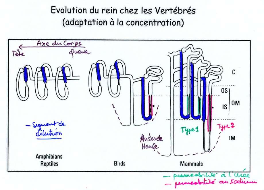Evolution of the kidney in Vertebrates Diluting segement (active NaCl reabsorb.