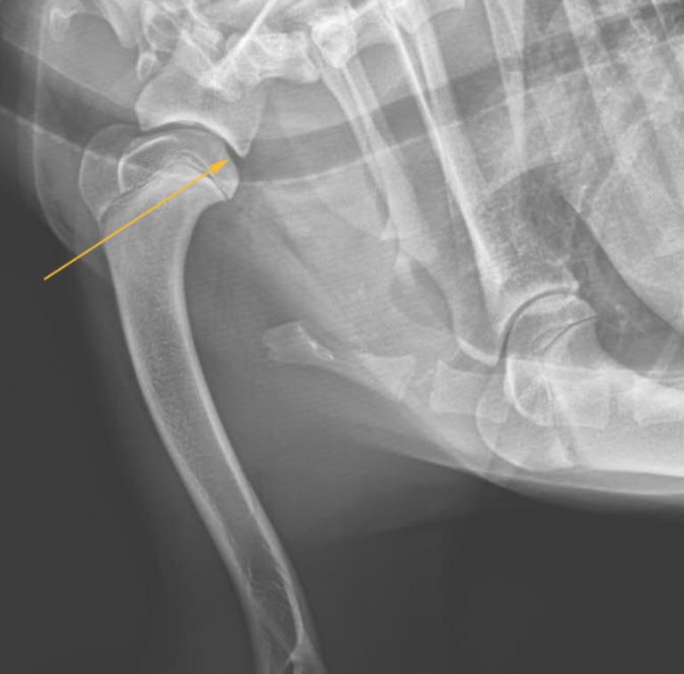 The yellow arrow points to an OCD lesion in the shoulder joint of a dog. Image courtesy of Dr. Alexandria Durfy Occasionally, radiographs are not diagnostic, and other forms of imaging are needed.