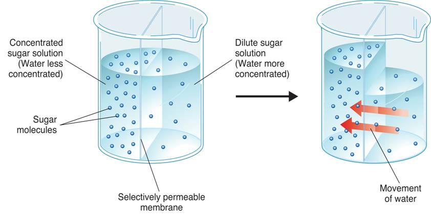 Concentrated sugar solution Sugar molecules (Water molecules not shown) 100ml 100ml Hypertonic [S] g [H2 Hypotonic [H O] 2 O] [H 2 O] g Semipermeable Dilute sugar solution (100ml) Time 125ml Osmosis