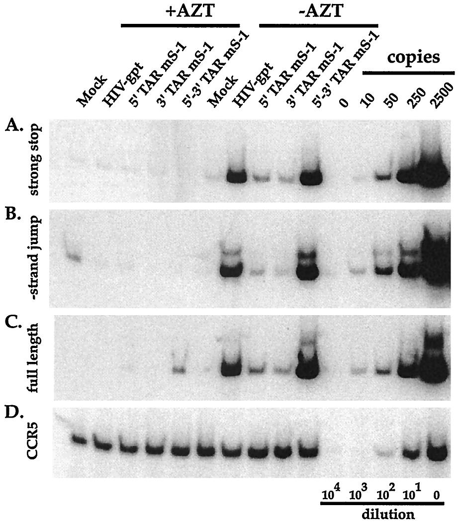 VOL. 74, 2000 REVERSE TRANSCRIPTION IN HIV-1 R SEQUENCES 8327 was determined using a semiquantitative PCR assay that amplifies early, intermediate, or late products of reverse transcription (52).