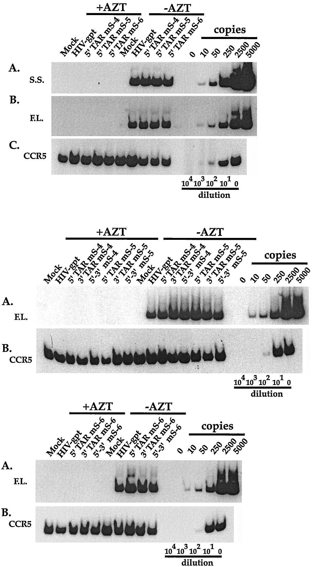 VOL. 74, 2000 REVERSE TRANSCRIPTION IN HIV-1 R SEQUENCES 8331 with the idea that the strong-stop DNAs are being degraded in host cells as a result of certain mismatches between the sssdna and 3 R