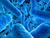 10x more microbial cells than human Ø Gut