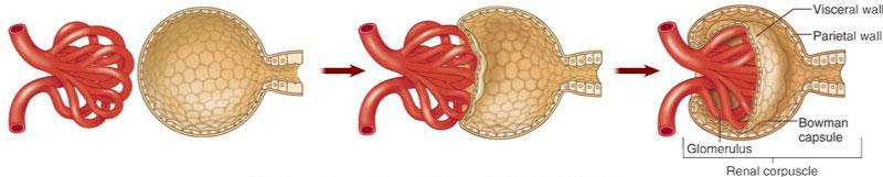 tubule Each glomerulus is: Fed by an afferent arteriole Drained by an efferent arteriole o Glomerular (Bowman s) capsule blind, cup-shaped end of a renal tubule that completely surrounds the